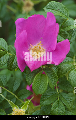 Rosa rugosa rugosa rose, Banque D'Images