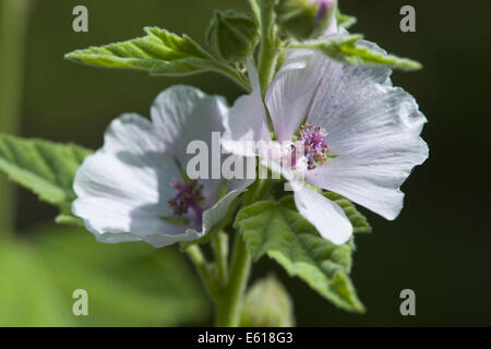 Althaea officinalis guimauve, Banque D'Images