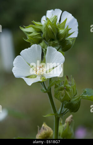 Althaea officinalis guimauve, Banque D'Images