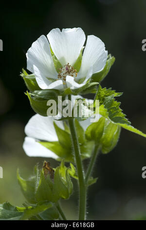 Althaea officinalis guimauve, Banque D'Images