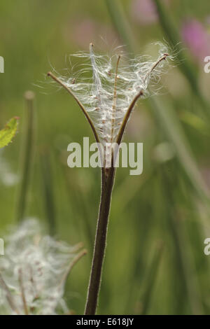 Grand willowherb, Epilobium hirsutum Banque D'Images