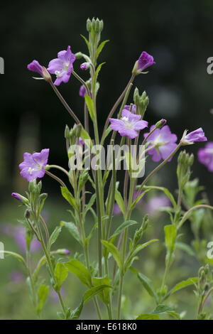 Grand willowherb, Epilobium hirsutum Banque D'Images