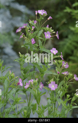 Grand willowherb, Epilobium hirsutum Banque D'Images