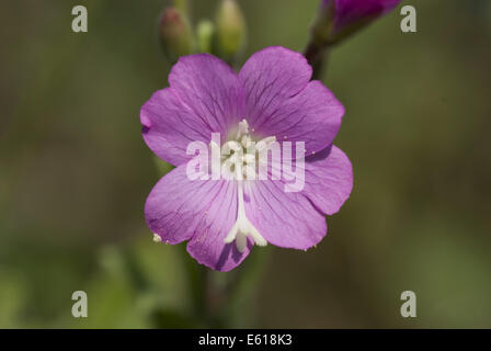 Grand willowherb, Epilobium hirsutum Banque D'Images