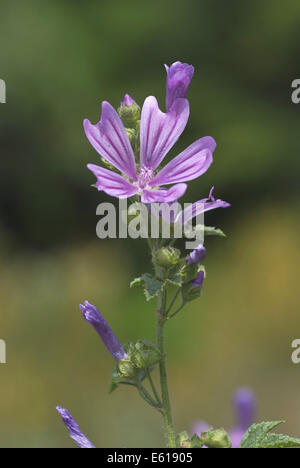 Mauve commune, Malva sylvestris Banque D'Images