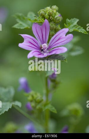 Mauve commune, Malva sylvestris Banque D'Images