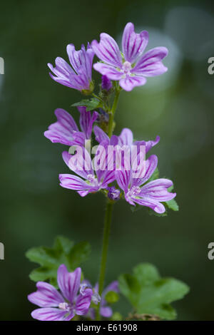 Mauve commune, Malva sylvestris ssp. sylvestris Banque D'Images