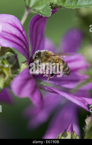 Mauve commune, Malva sylvestris ssp. sylvestris Banque D'Images