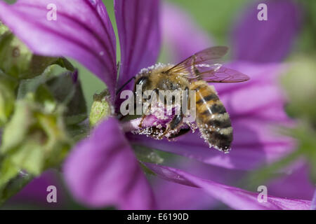 Mauve commune, Malva sylvestris ssp. sylvestris Banque D'Images