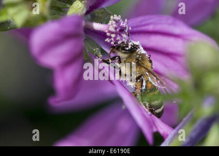 Mauve commune, Malva sylvestris ssp. sylvestris Banque D'Images