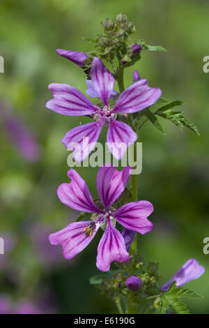 Mauve commune, Malva sylvestris ssp. sylvestris Banque D'Images