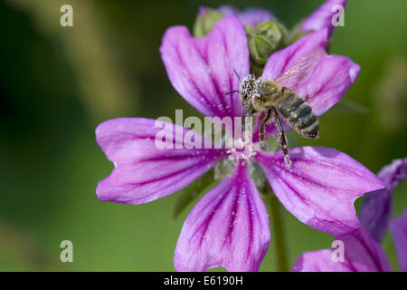 Mauve commune, Malva sylvestris ssp. sylvestris Banque D'Images