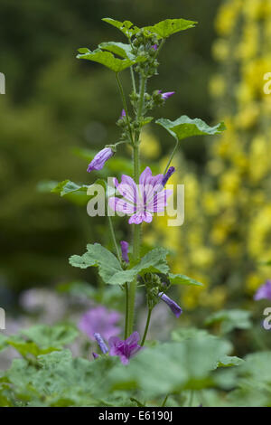 Mauve commune, Malva sylvestris ssp. sylvestris Banque D'Images