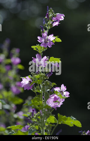 Mauve commune, Malva sylvestris ssp. sylvestris Banque D'Images