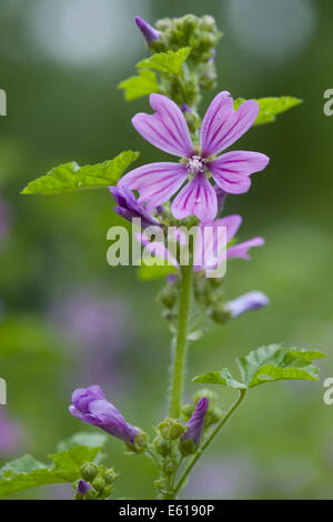 Mauve commune, Malva sylvestris ssp. sylvestris Banque D'Images