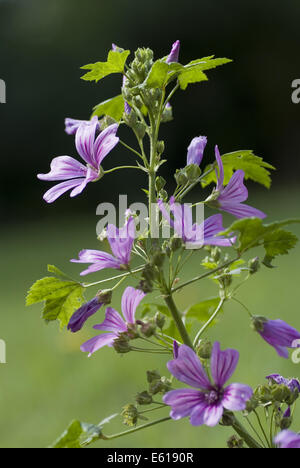 Mauve commune, Malva sylvestris ssp. sylvestris Banque D'Images