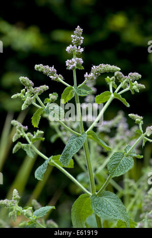 L'menthe, mentha longifolia Banque D'Images