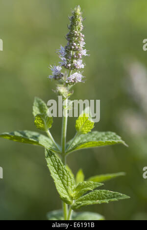 L'menthe, mentha longifolia Banque D'Images