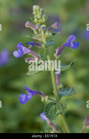 Jardin catmint nepeta x faassenii, Banque D'Images