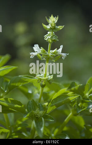 Le basilic, Ocimum basilicum Banque D'Images