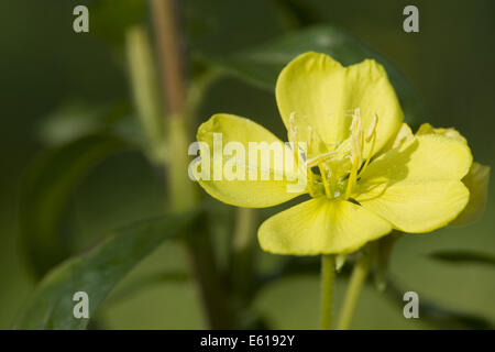 Onagre commune, Oenothera biennis Banque D'Images