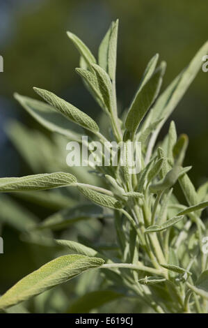 Salvia officinalis, sauge commune Banque D'Images