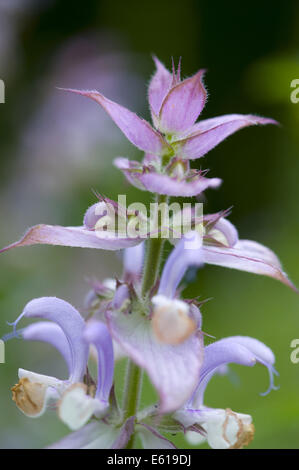 Sauge sclarée, Salvia sclarea Banque D'Images