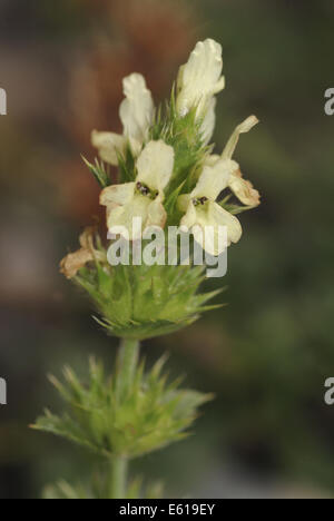 Ironwort, sideritis glacialis Banque D'Images