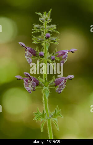 Hedge woundwort, Stachys sylvatica Banque D'Images