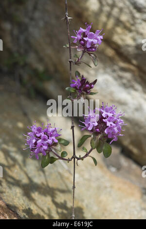 Début de thym, thymus praecox ssp. praecox Banque D'Images