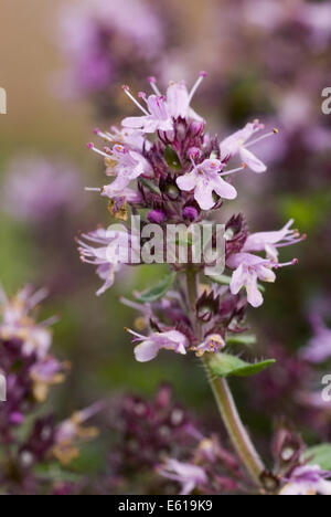 Le thym, Thymus serpyllum breckland Banque D'Images