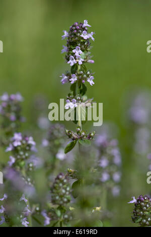 Thym commun thymus vulgaris, Banque D'Images