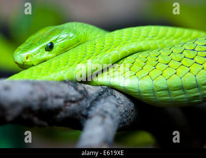 Une belle dynamique, green mamba enroulé enroulé sur une branche à la recherche directement dans l'appareil photo. Les bobines et le motif des écailles forment une symétrie. Banque D'Images