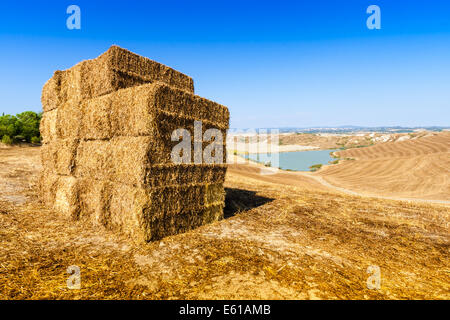 Des bottes de paille et petit lac en été près de Asciano dans Crete Senesi, Toscane, Italie Banque D'Images