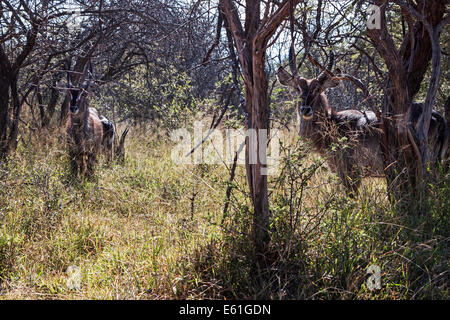 Jeunes adultes antilopes mâles du Grand Kudu parmi les arbres et les buissons dans la savane, Mabalingwe Game Park, Afrique du Sud Banque D'Images