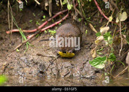 Arvicola amphibius campagnol de l'eau - au Royaume-Uni, assis sur les rives boueuses de grignoter Banque D'Images