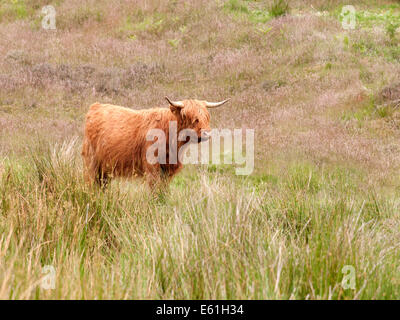 Une vache highland ( Bos taurus ) se nourrissant d'herbe moorland Banque D'Images