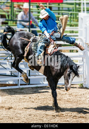 Cowboy à cheval en selle bronc concurrence, Chaffee County Fair & Rodeo Banque D'Images