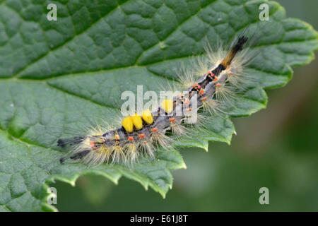 Chenille à houppes (Orgyia antiqua) sur des feuilles de groseille rouge Banque D'Images