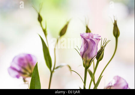 Lisianthus mauve. Texas bluebell, de gentiane Banque D'Images