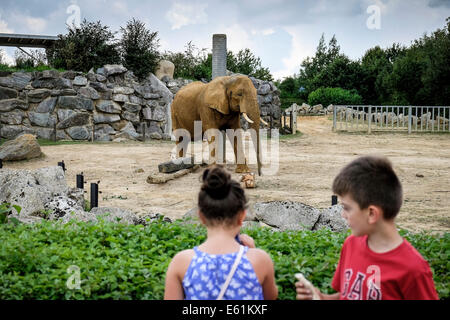 Les enfants à la recherche à un éléphant d'Afrique Loxodonta africana dans un zoo. Banque D'Images