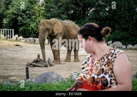 Les gens observant les animaux dans un zoo. Banque D'Images