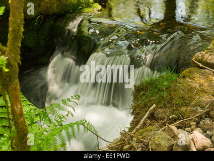 Une petite cascade d'eau coule sur les roches, entouré de verdure Banque D'Images
