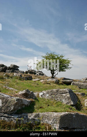 Un tir vertical d'un arbre isolé parmi les roches de granit sur un Tor, avec un ciel bleu comme une toile de fond Banque D'Images