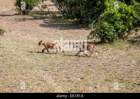 Des lionceaux dans le Masai Mara au Kenya Banque D'Images