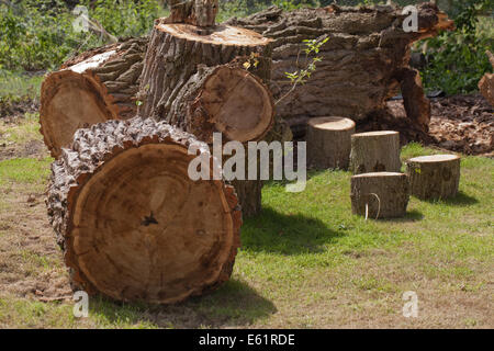 Le peuplier noir (Populus nigra). Les coupes transversales d'un tronc tombé récemment montrant profondément fissurées et écorce striée. Jouer jardin. Banque D'Images