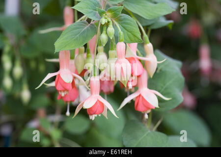 Fuchsia 'Machu Picchu' fleurs. Banque D'Images