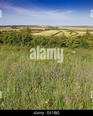 Orchidées pyramidales,croissant dans les collines de Chiltern, Bedfordshire, summertime. Voir l'ensemble du Nord à Aylesbury plaine. Banque D'Images