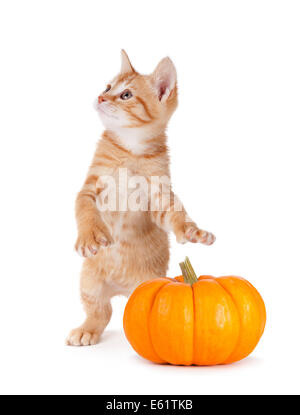 Orange mignon chaton pris à voler une mini citrouille isolé sur un fond blanc. Banque D'Images