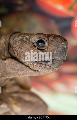 Épi Méditerranéen-thighed Tortoise (Testudo graeca). Close-up of head.Profile. Banque D'Images